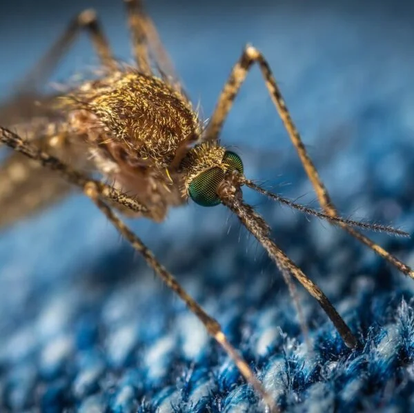 Para picaduras de insectos