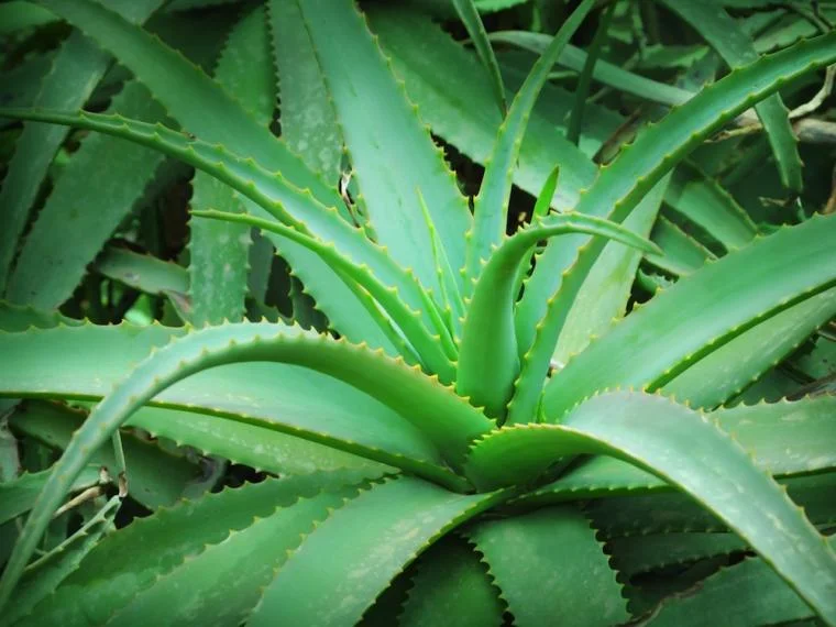 Aloe Vera