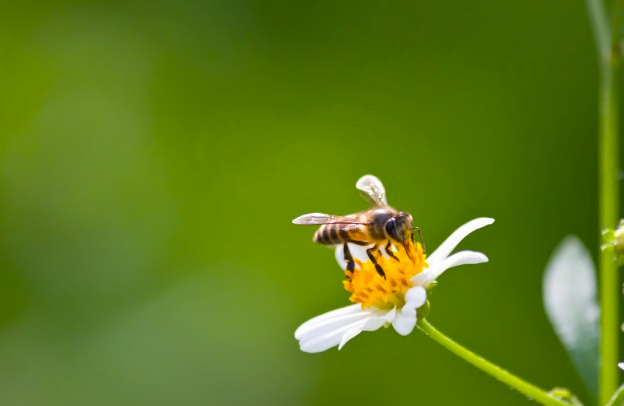 Día mundial de las abejas