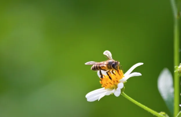 abeja abejas